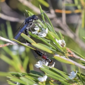 Tiphiidae (family) at Paddys River, ACT - 26 Dec 2016 07:55 AM