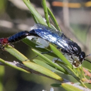 Tiphiidae (family) at Paddys River, ACT - 26 Dec 2016 07:55 AM