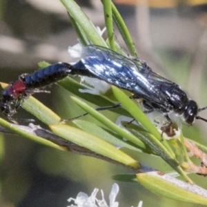 Tiphiidae (family) at Paddys River, ACT - 26 Dec 2016 07:55 AM