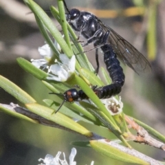 Tiphiidae (family) at Paddys River, ACT - 26 Dec 2016 07:55 AM