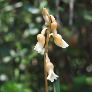 Gastrodia sesamoides at Paddys River, ACT - suppressed