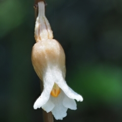 Gastrodia sesamoides at Paddys River, ACT - suppressed