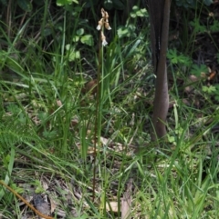 Gastrodia sesamoides at Paddys River, ACT - 7 Dec 2016