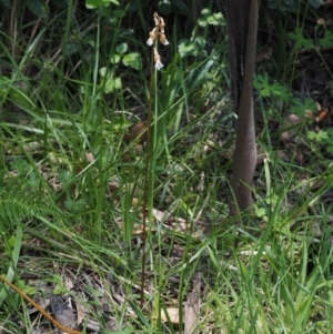 Gastrodia sesamoides at Paddys River, ACT - suppressed