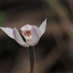 Caladenia alpina (Mountain Caps) at Cotter River, ACT - 9 Dec 2016 by KenT