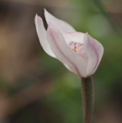 Caladenia alpina at Cotter River, ACT - 10 Dec 2016