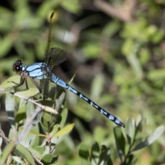 Diphlebia nymphoides (Arrowhead Rockmaster) at Coree, ACT - 25 Dec 2016 by JudithRoach