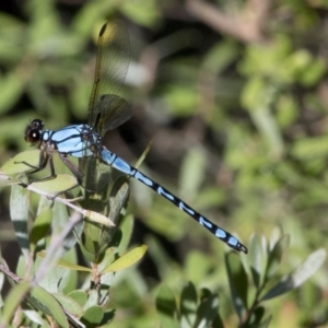 Diphlebia nymphoides at Coree, ACT - 26 Dec 2016