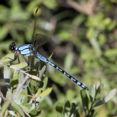 Diphlebia nymphoides (Arrowhead Rockmaster) at Coree, ACT - 25 Dec 2016 by JudithRoach