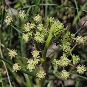 Aciphylla simplicifolia at Cotter River, ACT - 10 Dec 2016