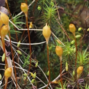 Polytrichum at Cotter River, ACT - 10 Dec 2016