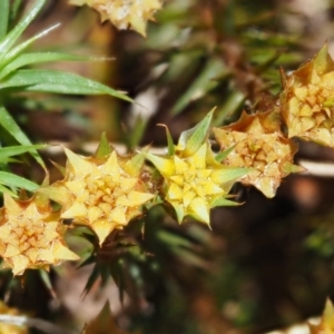 Polytrichum at Cotter River, ACT - 10 Dec 2016