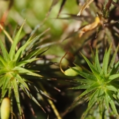 Polytrichum at Cotter River, ACT - 10 Dec 2016