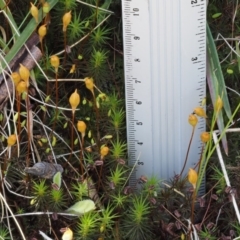 Polytrichum at Cotter River, ACT - 10 Dec 2016