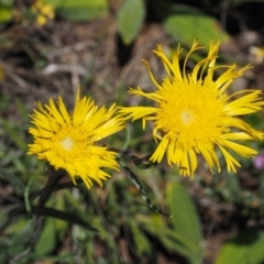 Podolepis jaceoides (Showy Copper-wire Daisy) at Bimberi, NSW - 10 Dec 2016 by KenT