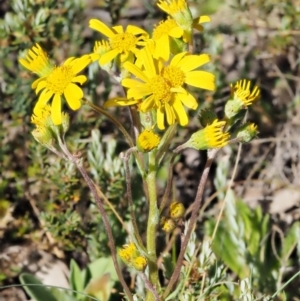 Senecio pinnatifolius var. alpinus at Cotter River, ACT - 10 Dec 2016