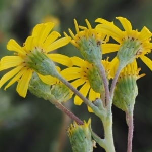 Senecio pinnatifolius var. alpinus at Cotter River, ACT - 10 Dec 2016