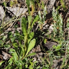 Senecio pinnatifolius var. alpinus at Cotter River, ACT - 10 Dec 2016