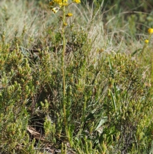 Senecio pinnatifolius var. alpinus at Cotter River, ACT - 10 Dec 2016