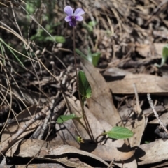 Viola betonicifolia at Cotter River, ACT - 10 Dec 2016