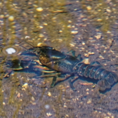 Euastacus sp. (genus) (Spiny crayfish) at Tennent, ACT - 19 Dec 2016 by KenT