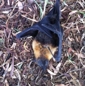 Pteropus poliocephalus at Melba, ACT - 26 Dec 2016