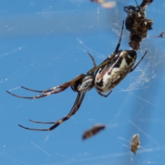 Trichonephila edulis (Golden orb weaver) at Mulligans Flat - 25 Dec 2016 by CedricBear