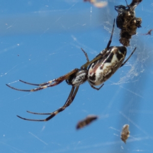 Trichonephila edulis at Gungahlin, ACT - 26 Dec 2016