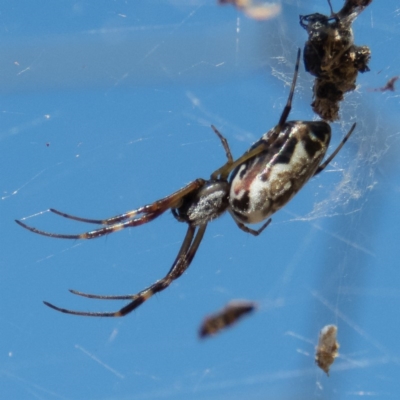 Trichonephila edulis (Golden orb weaver) at Gungahlin, ACT - 26 Dec 2016 by CedricBear