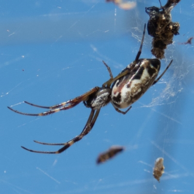 Trichonephila edulis (Golden orb weaver) at Mulligans Flat - 25 Dec 2016 by CedricBear