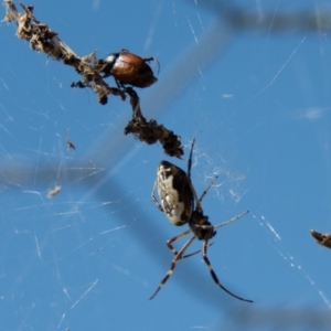 Trichonephila edulis at Gungahlin, ACT - 26 Dec 2016