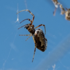 Trichonephila edulis at Gungahlin, ACT - 26 Dec 2016