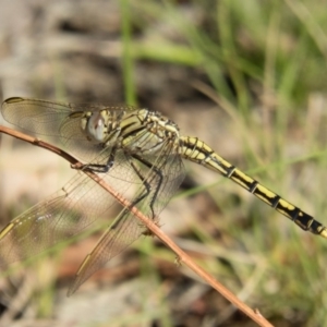 Orthetrum caledonicum at Forde, ACT - 26 Dec 2016