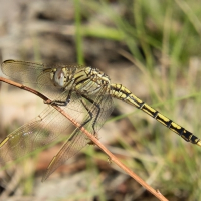 Orthetrum caledonicum (Blue Skimmer) at Forde, ACT - 25 Dec 2016 by CedricBear