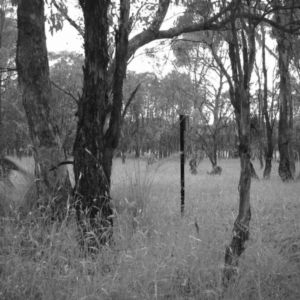 Macropus giganteus at Gungahlin, ACT - 26 Dec 2016