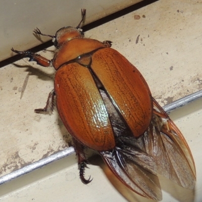 Anoplognathus sp. (genus) (Unidentified Christmas beetle) at Pollinator-friendly garden Conder - 25 Dec 2016 by michaelb