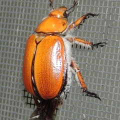 Anoplognathus sp. (genus) at Conder, ACT - 25 Dec 2016 11:00 PM