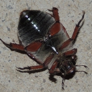 Anoplognathus sp. (genus) at Conder, ACT - 25 Dec 2016