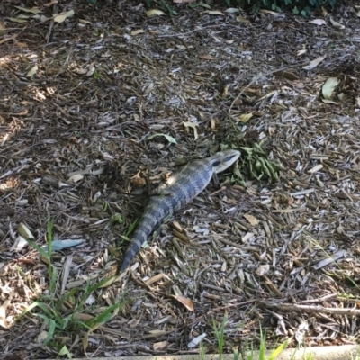 Tiliqua scincoides scincoides (Eastern Blue-tongue) at Flynn, ACT - 27 Dec 2016 by DebM