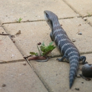 Tiliqua scincoides scincoides at Macquarie, ACT - 26 Dec 2016