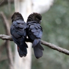 Calyptorhynchus lathami lathami (Glossy Black-Cockatoo) at Kalaru, NSW - 18 Dec 2016 by MichaelMcMaster