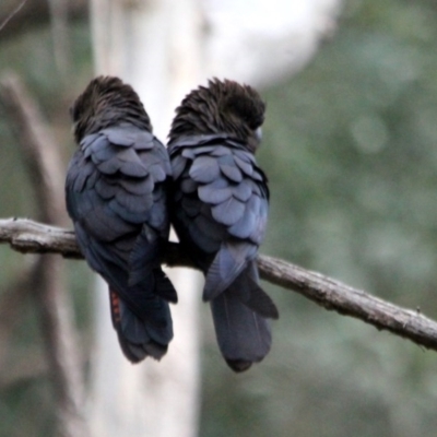 Calyptorhynchus lathami (Glossy Black-Cockatoo) at Kalaru, NSW - 17 Dec 2016 by MichaelMcMaster