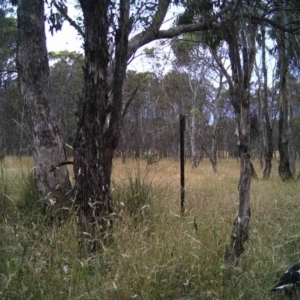 Gymnorhina tibicen at Gungahlin, ACT - 27 Dec 2016