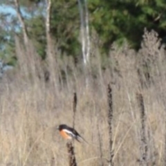 Petroica boodang (Scarlet Robin) at Greenway, ACT - 30 May 2016 by SteveC