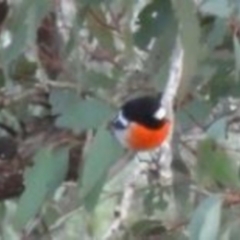 Petroica boodang (Scarlet Robin) at Greenway, ACT - 16 May 2016 by SteveC