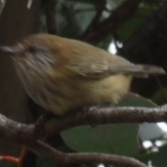 Acanthiza lineata (Striated Thornbill) at Greenway, ACT - 29 May 2016 by SteveC