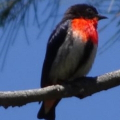 Dicaeum hirundinaceum (Mistletoebird) at Bullen Range - 27 Nov 2016 by SteveC