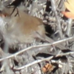 Malurus cyaneus (Superb Fairywren) at Greenway, ACT - 10 Jul 2016 by SteveC