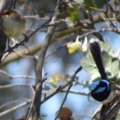 Malurus cyaneus (Superb Fairywren) at Greenway, ACT - 19 Nov 2016 by SteveC