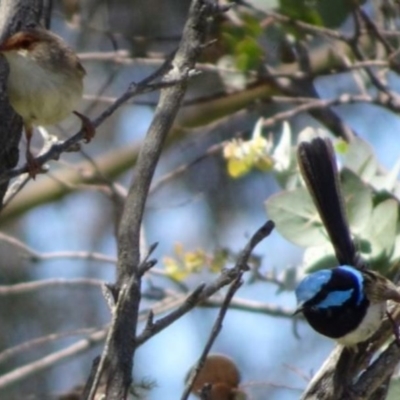 Malurus cyaneus (Superb Fairywren) at Greenway, ACT - 19 Nov 2016 by SteveC